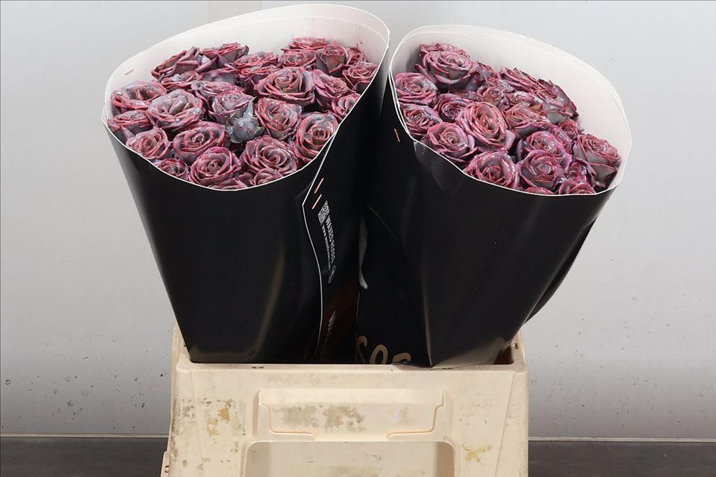 Срезанные цветы оптом Rosa spray wax silver от 20шт из Голландии с доставкой по России