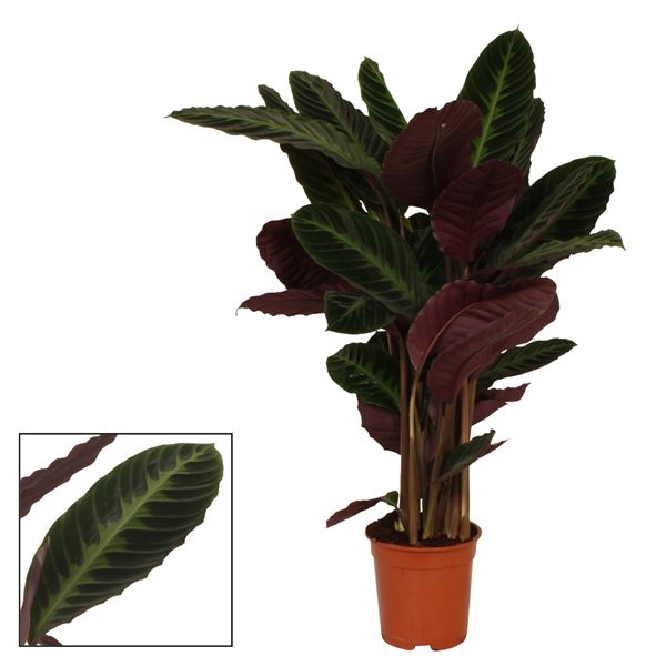 Горшечные цветы и растения оптом Calathea Warcewiczii от 1шт из Голландии с доставкой по России