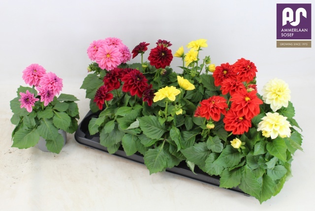 Горшечные цветы и растения оптом Dahlia Gem от 10шт из Голландии с доставкой по России