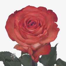 Срезанные цветы оптом Rosa la icon от 40шт из Голландии с доставкой по России