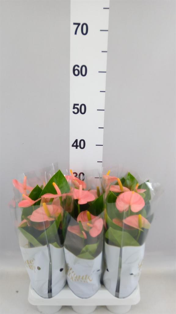Горшечные цветы и растения оптом Anthurium Andr. spirit от 6шт (для телеги) из Голландии с доставкой по России