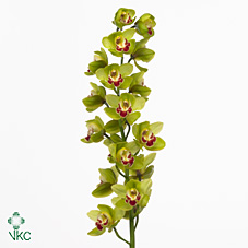 Срезанные цветы оптом Cymbidium green fiona от 10шт из Голландии с доставкой по России