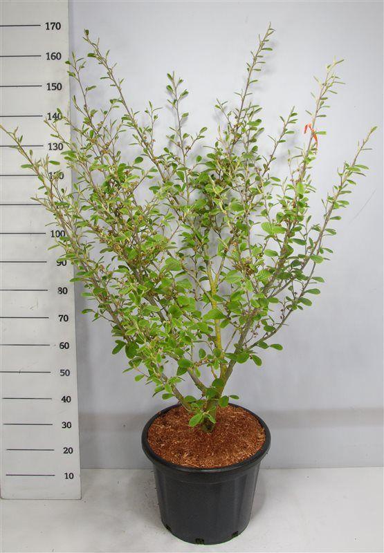 Горшечные цветы и растения оптом Hamamelis Int Arnold Promise от 1шт из Голландии с доставкой по России