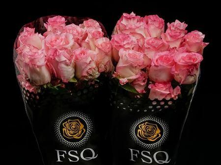 Срезанные цветы оптом Rosa ec boulevard от 20шт из Голландии с доставкой по России