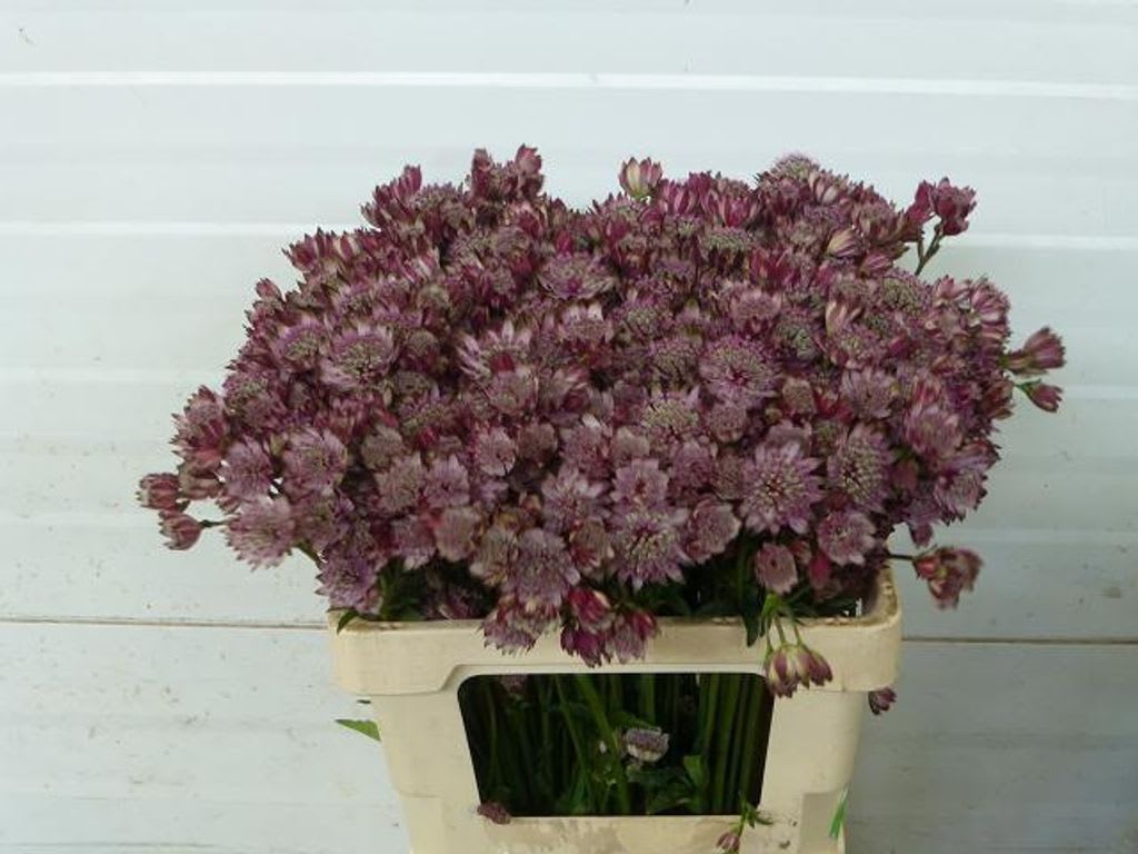 Срезанные цветы оптом Astrantia rosita от 100шт из Голландии с доставкой по России