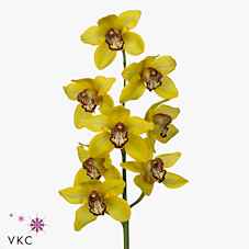 Срезанные цветы оптом Cymbidium yellow la vie stella от 9шт из Голландии с доставкой по России