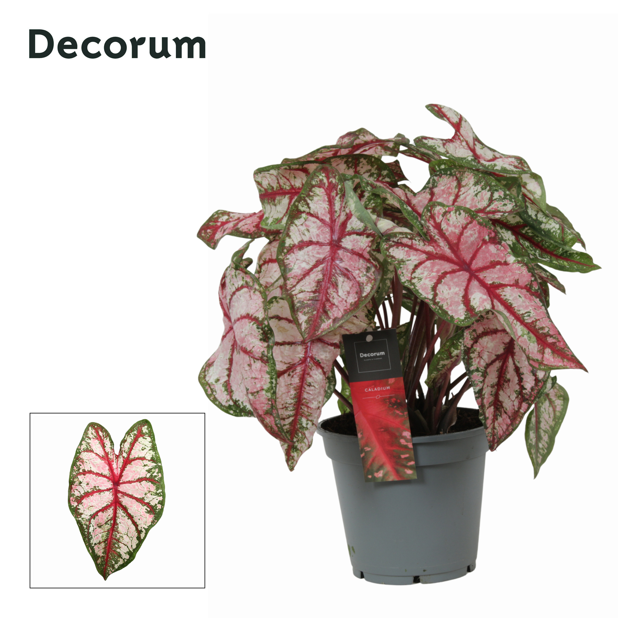 Горшечные цветы и растения оптом Caladium Red (decorum) от 6шт из Голландии с доставкой по России