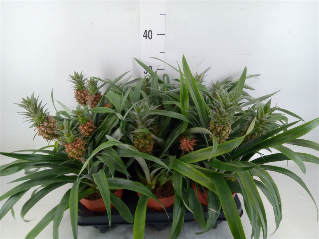 Горшечные цветы и растения оптом Ananas   ... от 6шт из Голландии с доставкой по России