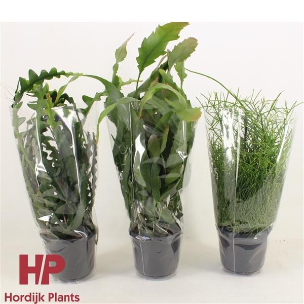 Горшечные цветы и растения оптом Rhipsalis Mix от 7шт из Голландии с доставкой по России