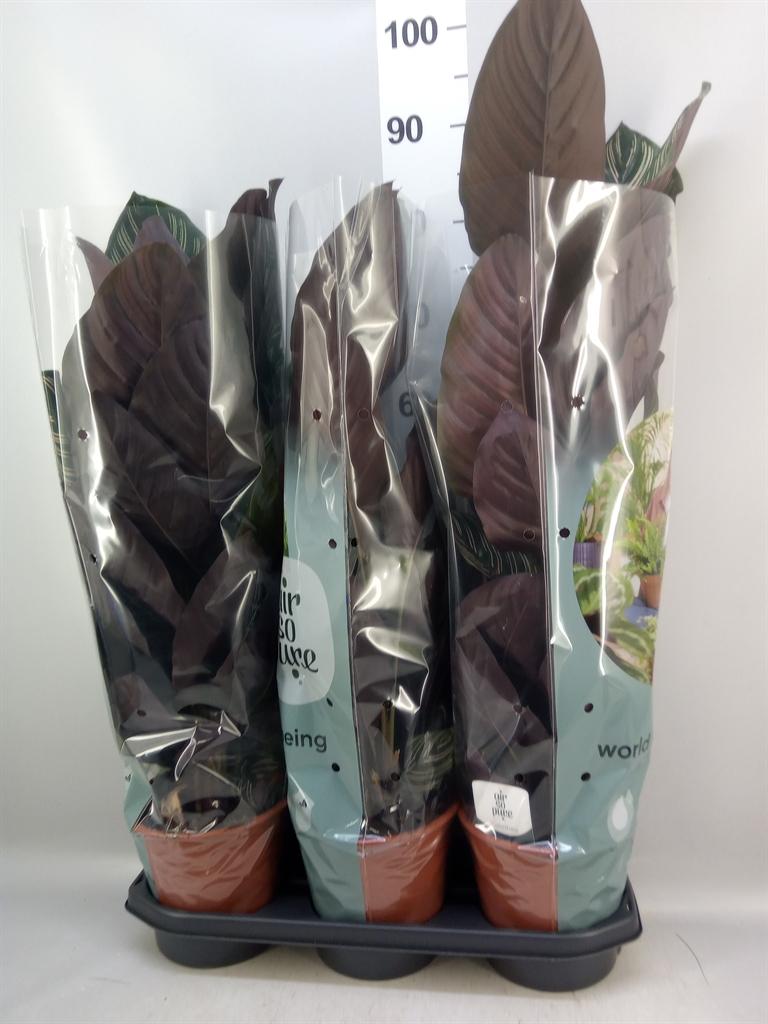 Горшечные цветы и растения оптом Calathea Sanderiana от 3шт из Голландии с доставкой по России