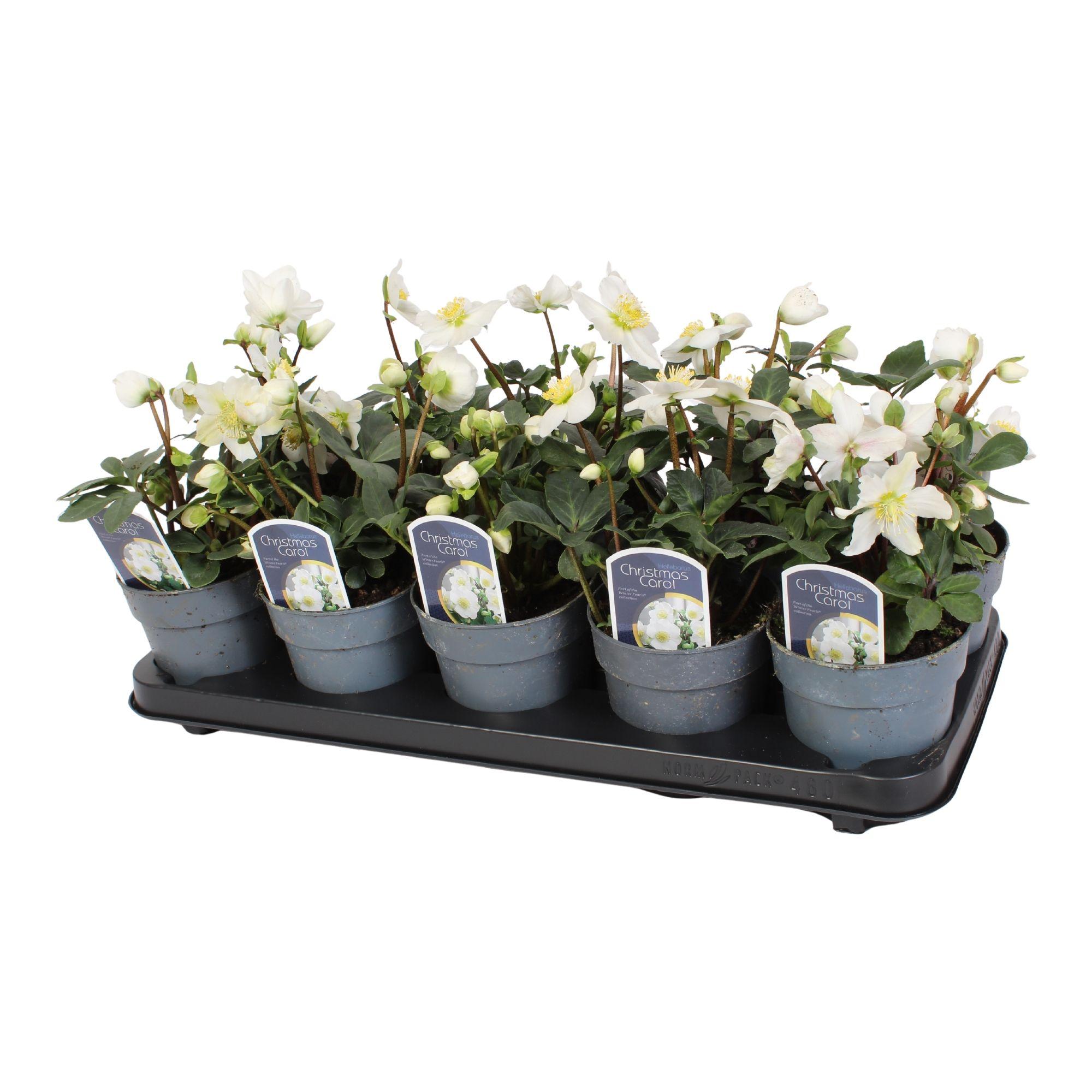 Горшечные цветы и растения оптом Helleborus N. Christmas Carol 12cm (s+) Met Etiket от 10шт из Голландии с доставкой по России