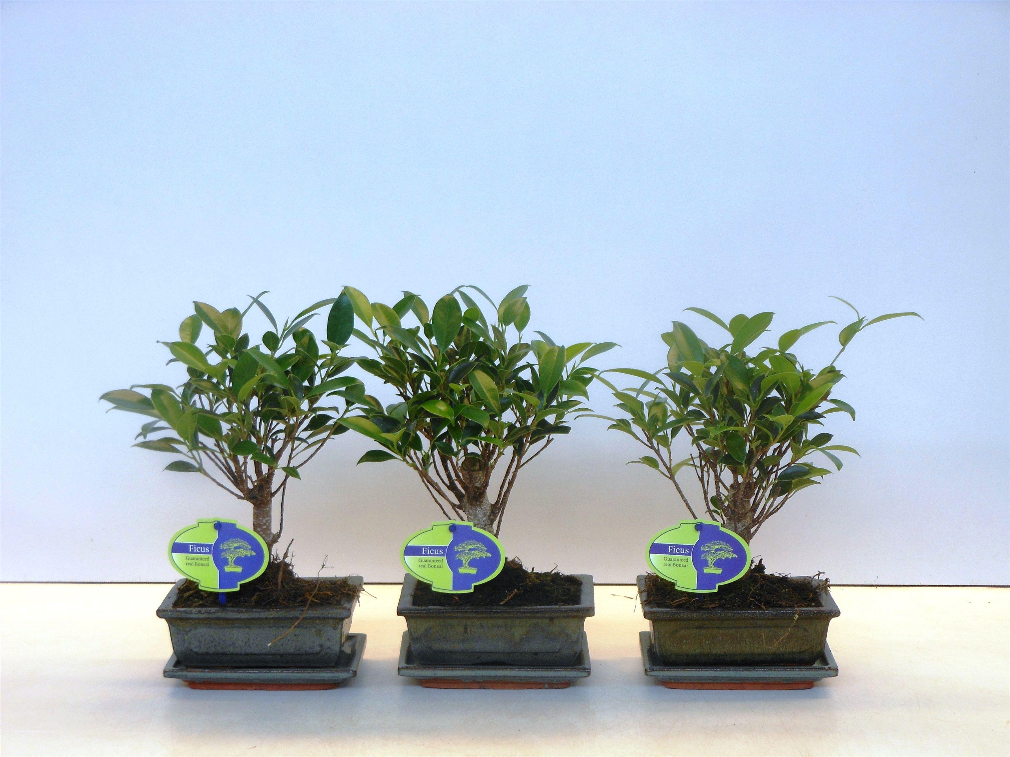 Горшечные цветы и растения оптом Bonsai Ficus Retusa Broom With Drip Tray от 10шт из Голландии с доставкой по России