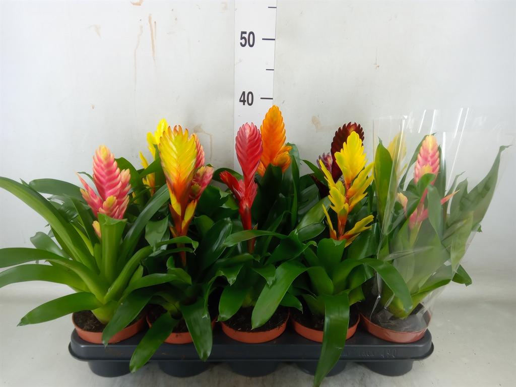 Горшечные цветы и растения оптом Vriesea ...mix 6 от 10шт из Голландии с доставкой по России Горшечные цветы и растения оптом Vriesea ...mix 6 от 10шт из Голландии с доставкой по России