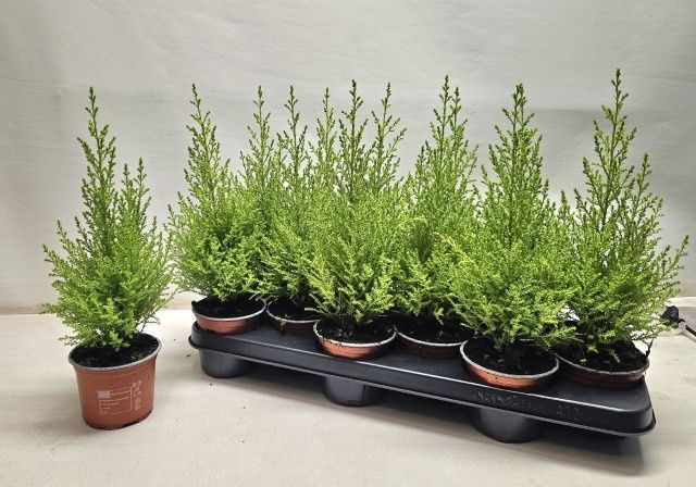 Горшечные цветы и растения оптом Cupr Ma Goldc Wilma от 12шт из Голландии с доставкой по России