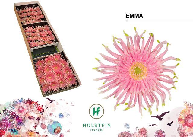 Срезанные цветы оптом Gerbera gerpasta emma от 45шт из Голландии с доставкой по России