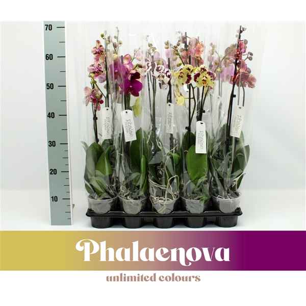 Горшечные цветы и растения оптом Phal 2st Mx 12+ (phalaenova) от 10шт из Голландии с доставкой по России