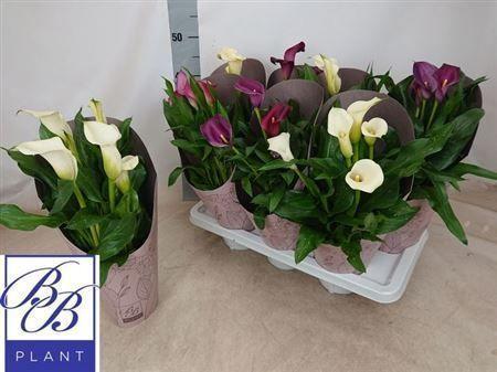 Горшечные цветы и растения оптом Zant Gem 5+ от 7шт из Голландии с доставкой по России