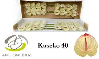 Срезанные цветы оптом Anthurium kaseko от 40шт из Голландии с доставкой по России