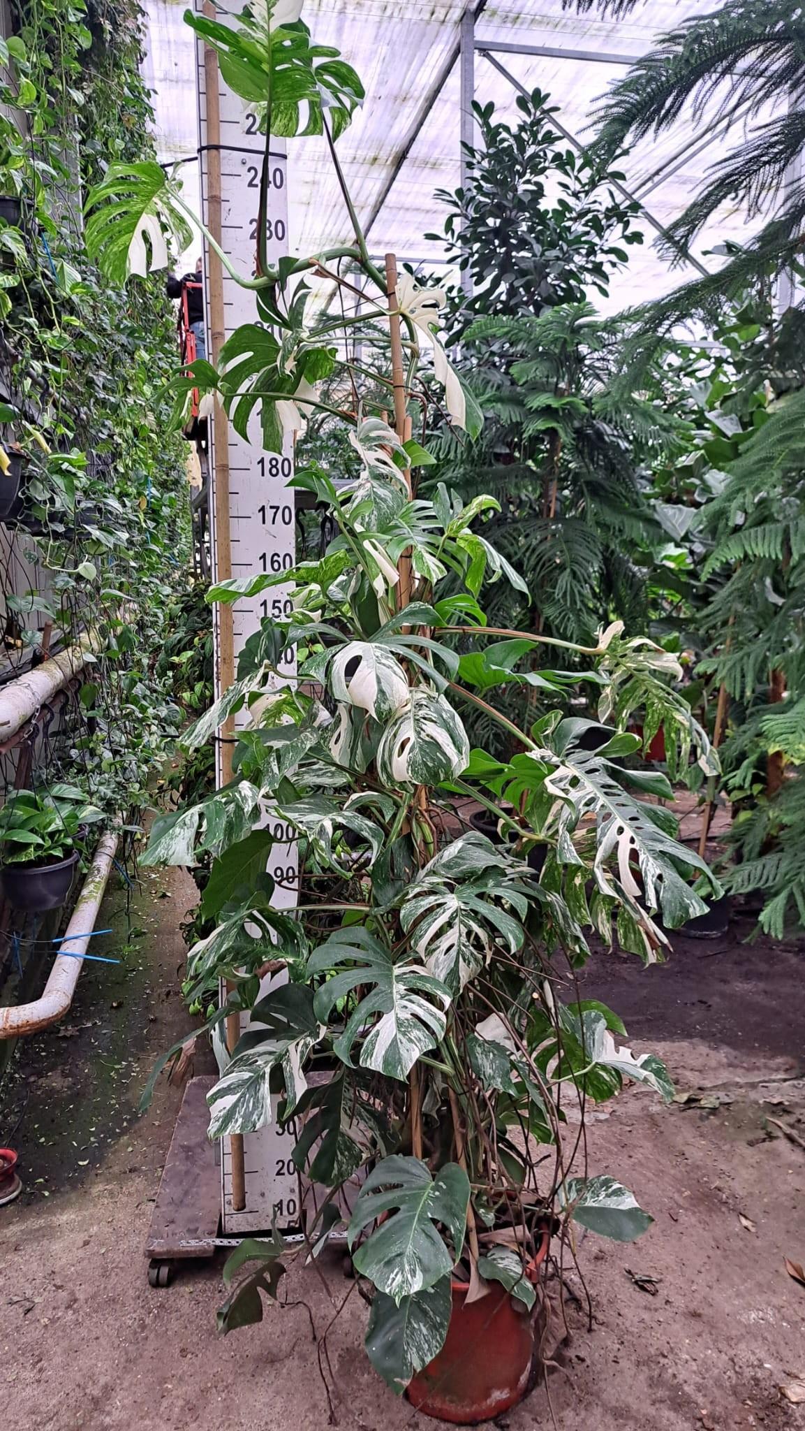 Горшечные цветы и растения оптом Monstera Deliciosa Variegata Bush + Fruit от 1шт из Голландии с доставкой по России