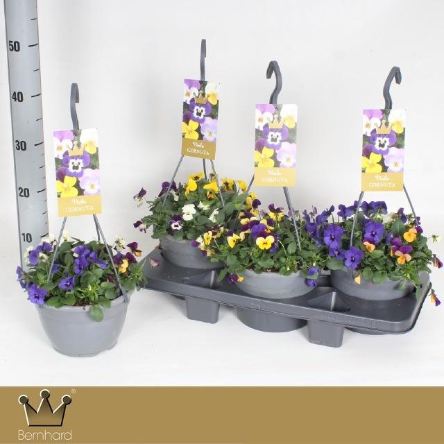 Горшечные цветы и растения оптом Vio Co Em Gem от 3шт из Голландии с доставкой по России