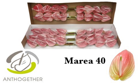 Срезанные цветы оптом Anthurium marea от 40шт из Голландии с доставкой по России