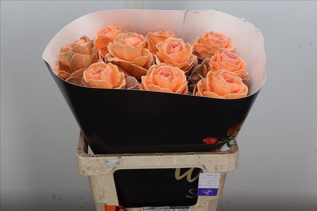 Срезанные цветы оптом Brassica wax versilia от 10шт из Голландии с доставкой по России