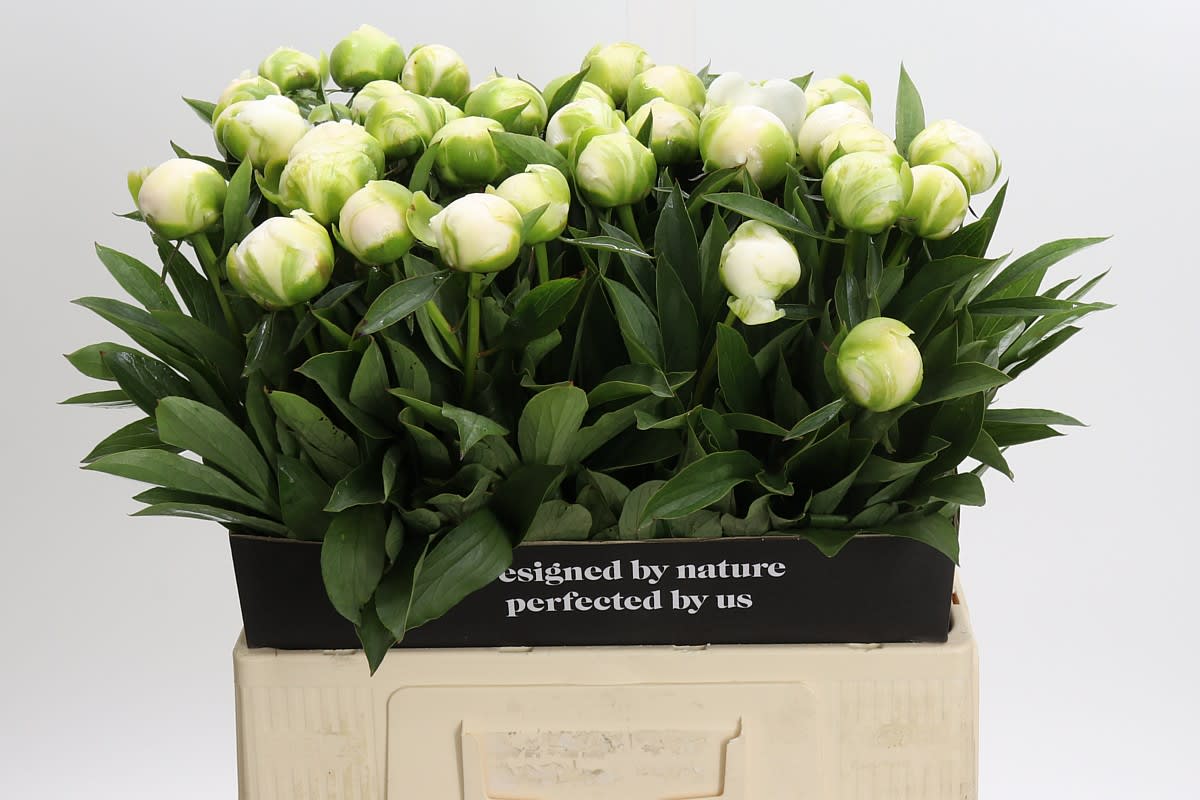 Срезанные цветы оптом Paeonia claude tain от 40шт. из Голландии с доставкой по России