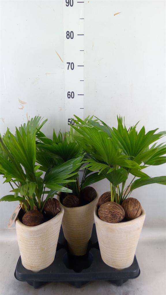 Горшечные цветы и растения оптом Livistona Rotundifolia от 3шт' из Голландии с доставкой по России