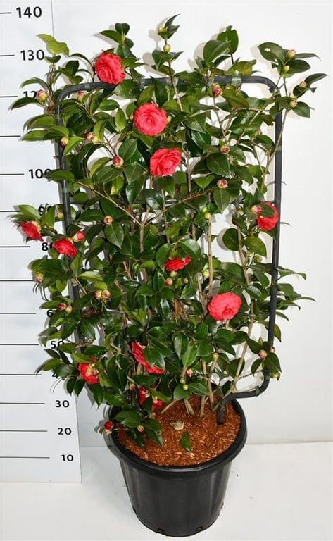 Горшечные цветы и растения оптом Camelia Jap Black Lace от 1шт из Голландии с доставкой по России