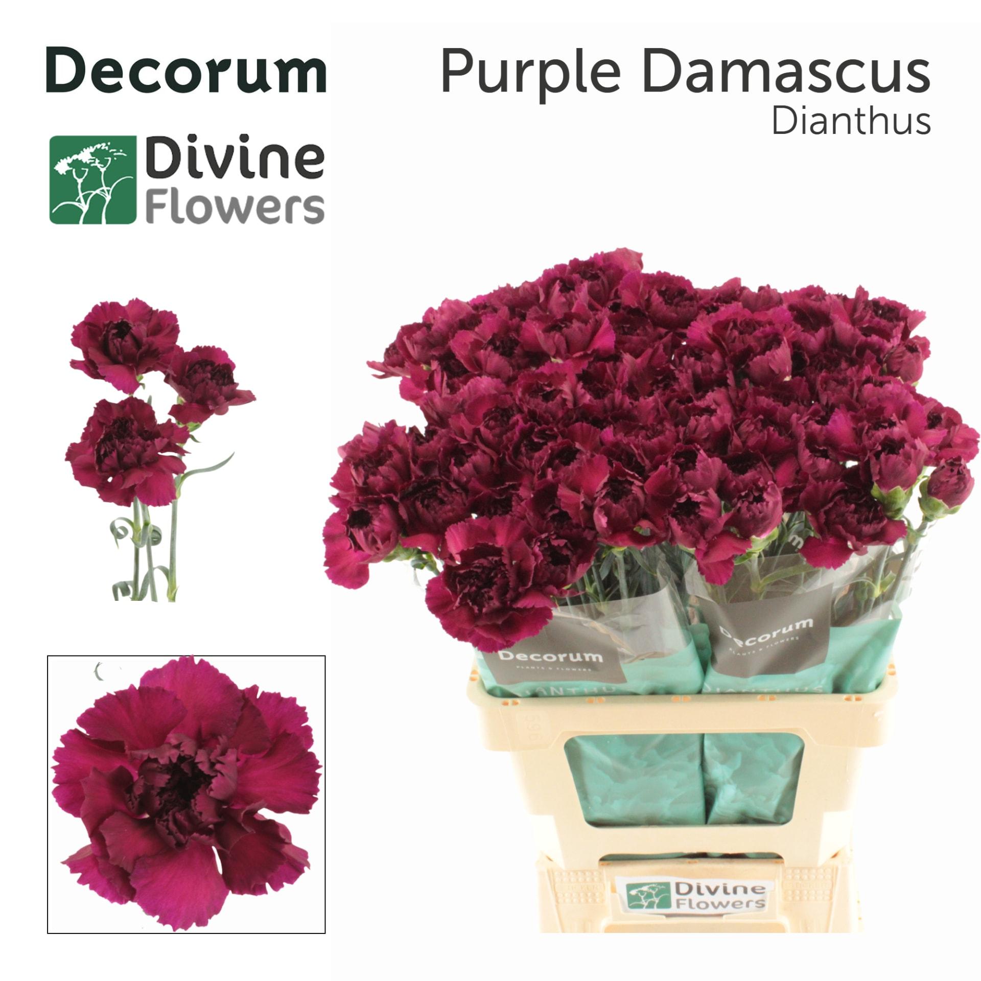 Срезанные цветы оптом Dianthus st purple damascus от 80шт из Голландии с доставкой по России