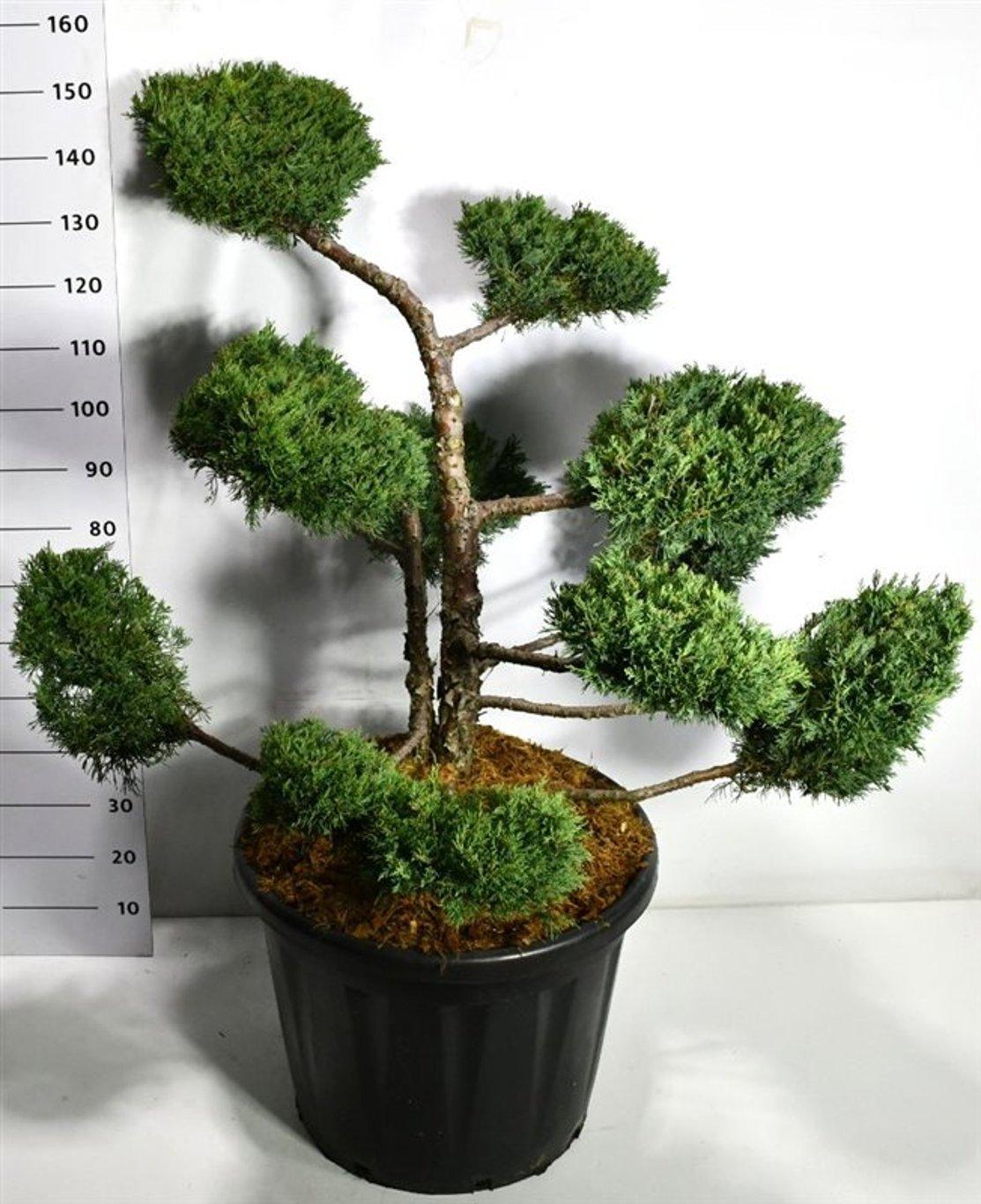 Горшечные цветы и растения оптом Juniperus Pfitz Compacta от 1шт из Голландии с доставкой по России
