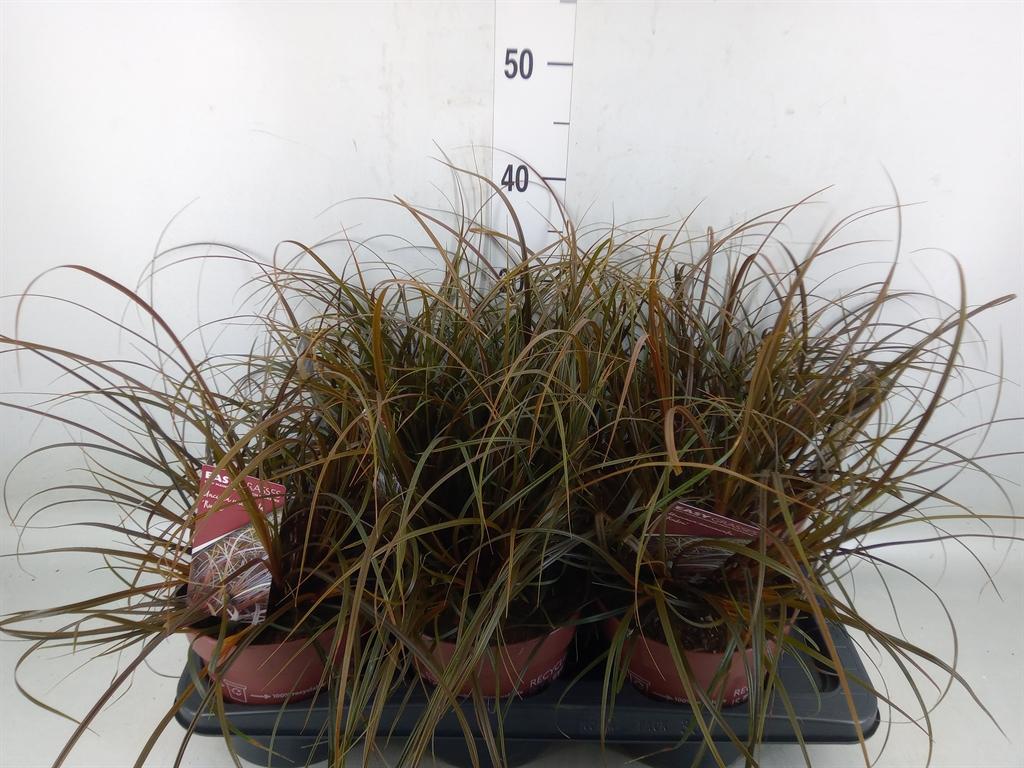 Горшечные цветы и растения оптом Uncinia Rubra от 6шт из Голландии с доставкой по России