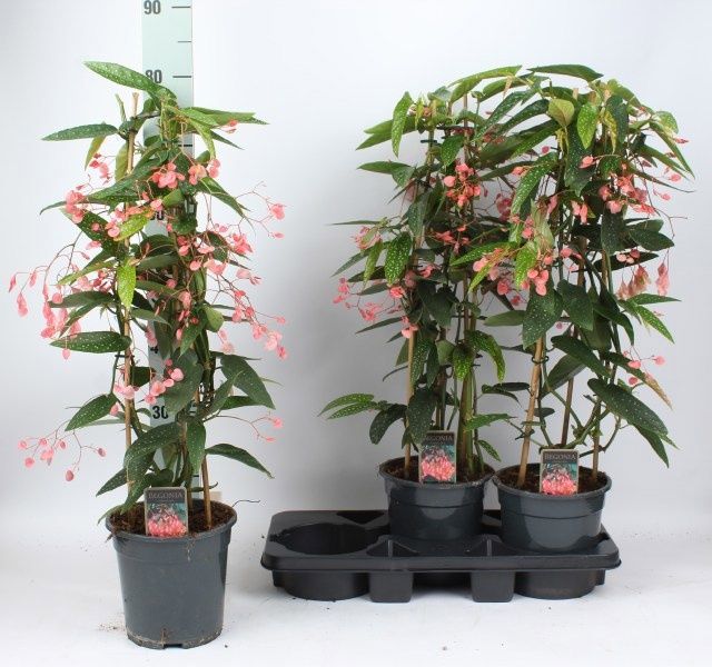 Горшечные цветы и растения оптом Beg Overig от 3шт (для телеги) из Голландии с доставкой по России