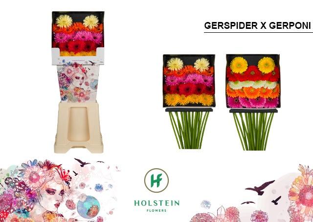 Срезанные цветы оптом Germini diamond gerspider gerponi mix от 80шт из Голландии с доставкой по России