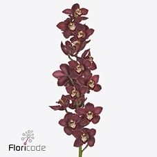 Срезанные цветы оптом Cymbidium red priwine от 10шт из Голландии с доставкой по России