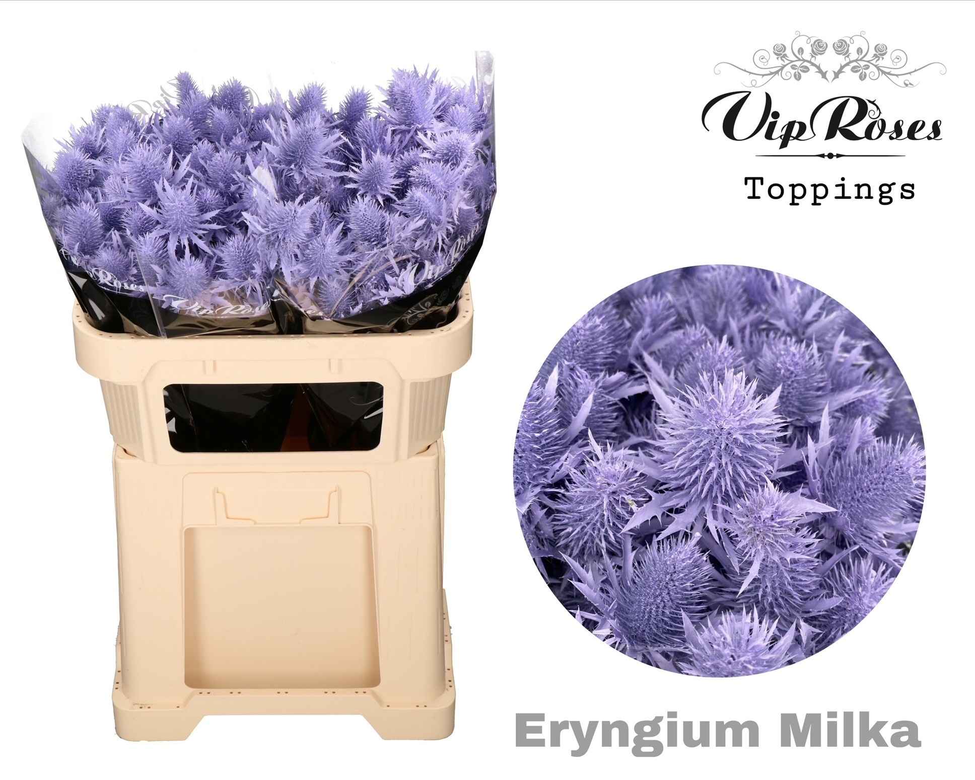 Срезанные цветы оптом Eryngium supernova paint milka от 20шт из Голландии с доставкой по России