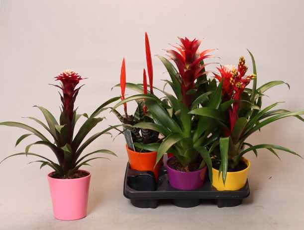 Горшечные цветы и растения оптом Bromelia Gem от 6шт из Голландии с доставкой по России