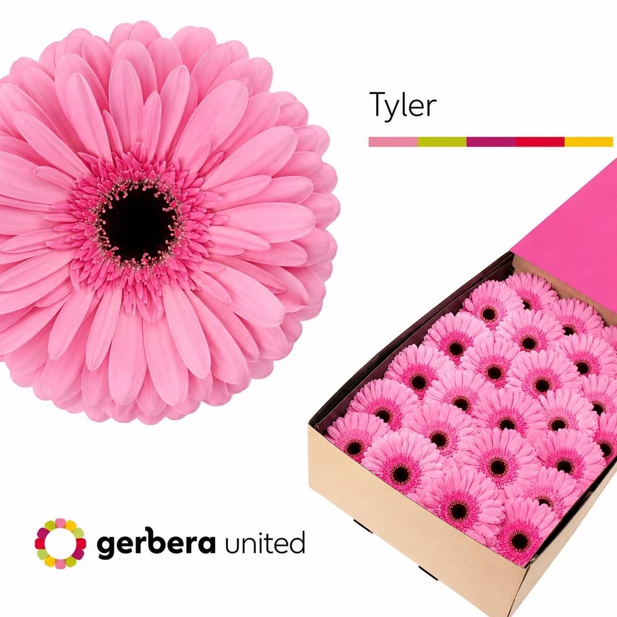 Срезанные цветы оптом Gerbera tyler от 25шт из Голландии с доставкой по России