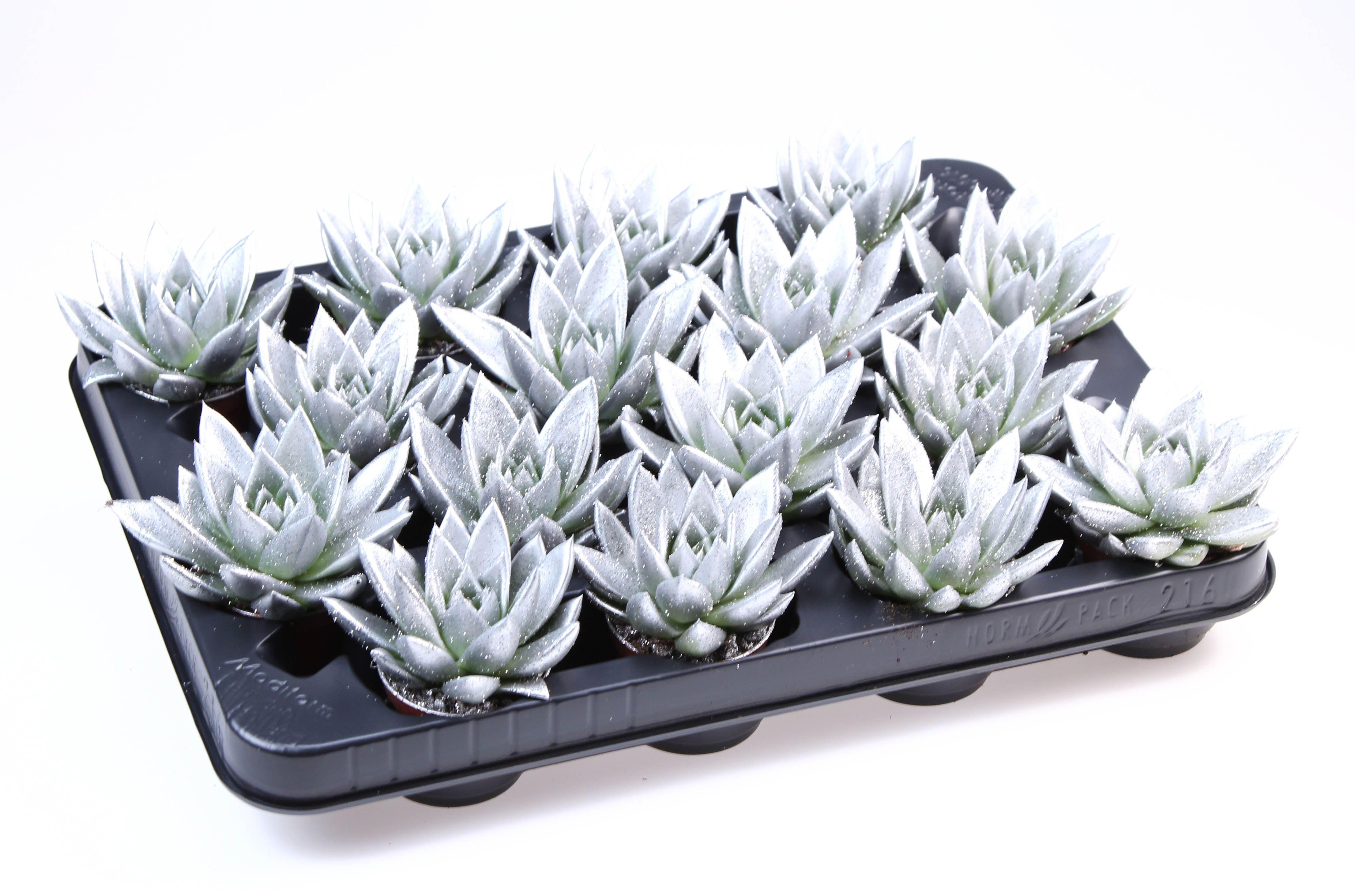 Горшечные цветы и растения оптом Echeveria Miranda от 16шт (для телеги) из Голландии с доставкой по России