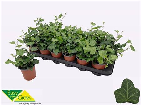 Горшечные цветы и растения оптом Hed He Wonder от 18шт (для телеги) из Голландии с доставкой по России