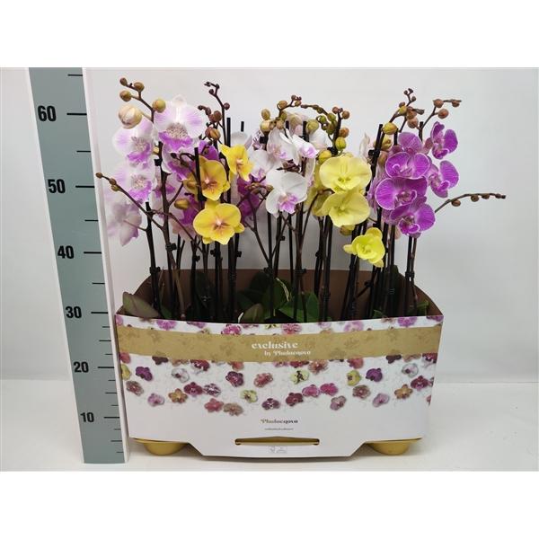 Горшечные цветы и растения оптом Phal 2st Big Lip Mix 16+ (phalaenova) от 10шт из Голландии с доставкой по России