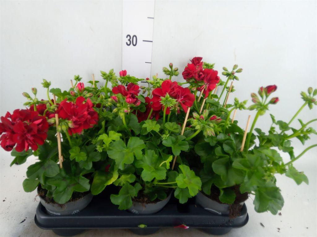 Горшечные цветы и растения оптом Pelargonium Pelt.   ... от 8шт из Голландии с доставкой по России