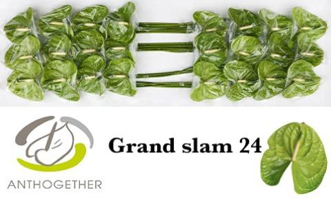 Срезанные цветы оптом Anthurium grand slam от 24шт. из Голландии с доставкой по России