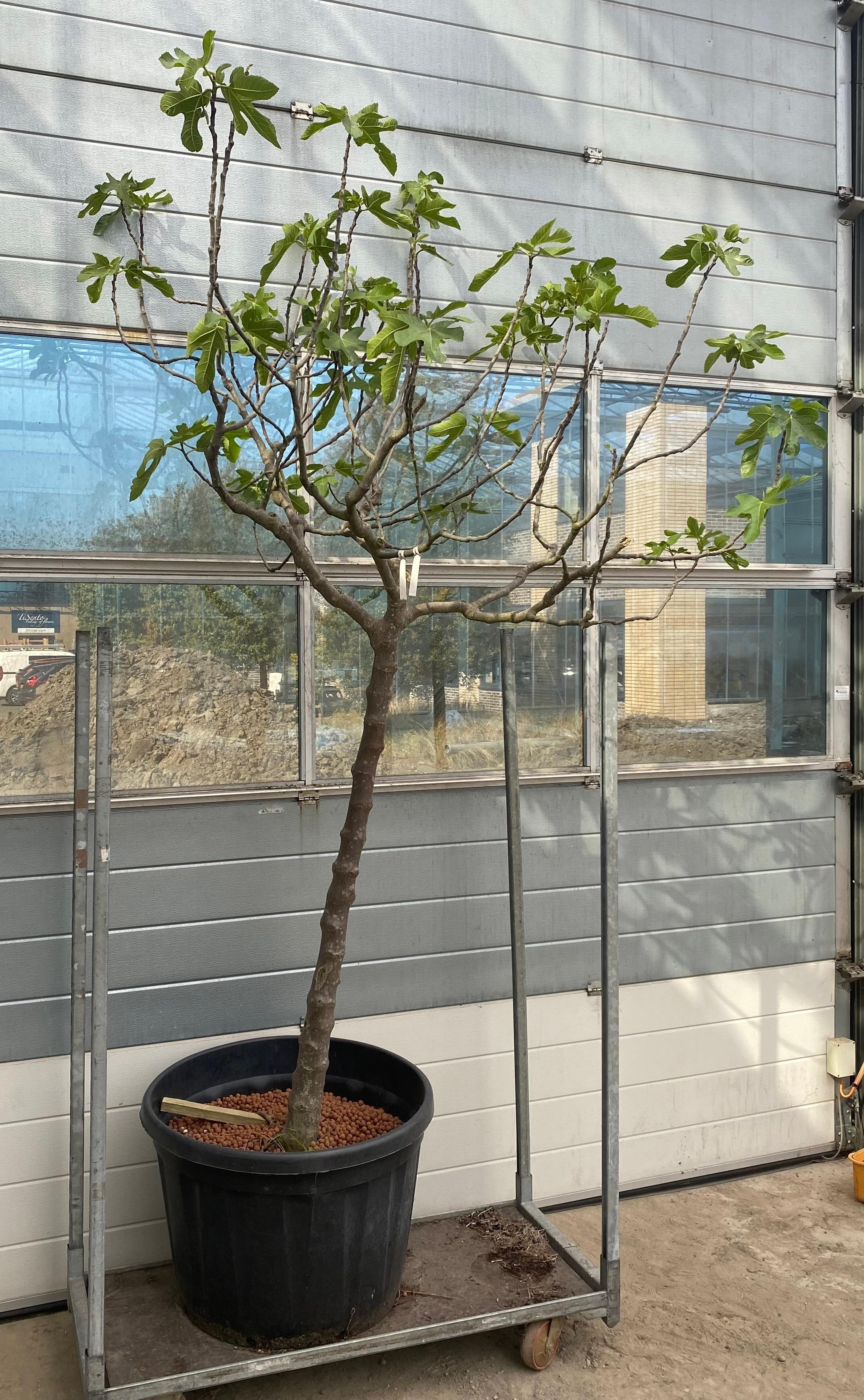 Горшечные цветы и растения оптом Ficus Carica от 1шт из Голландии с доставкой по России