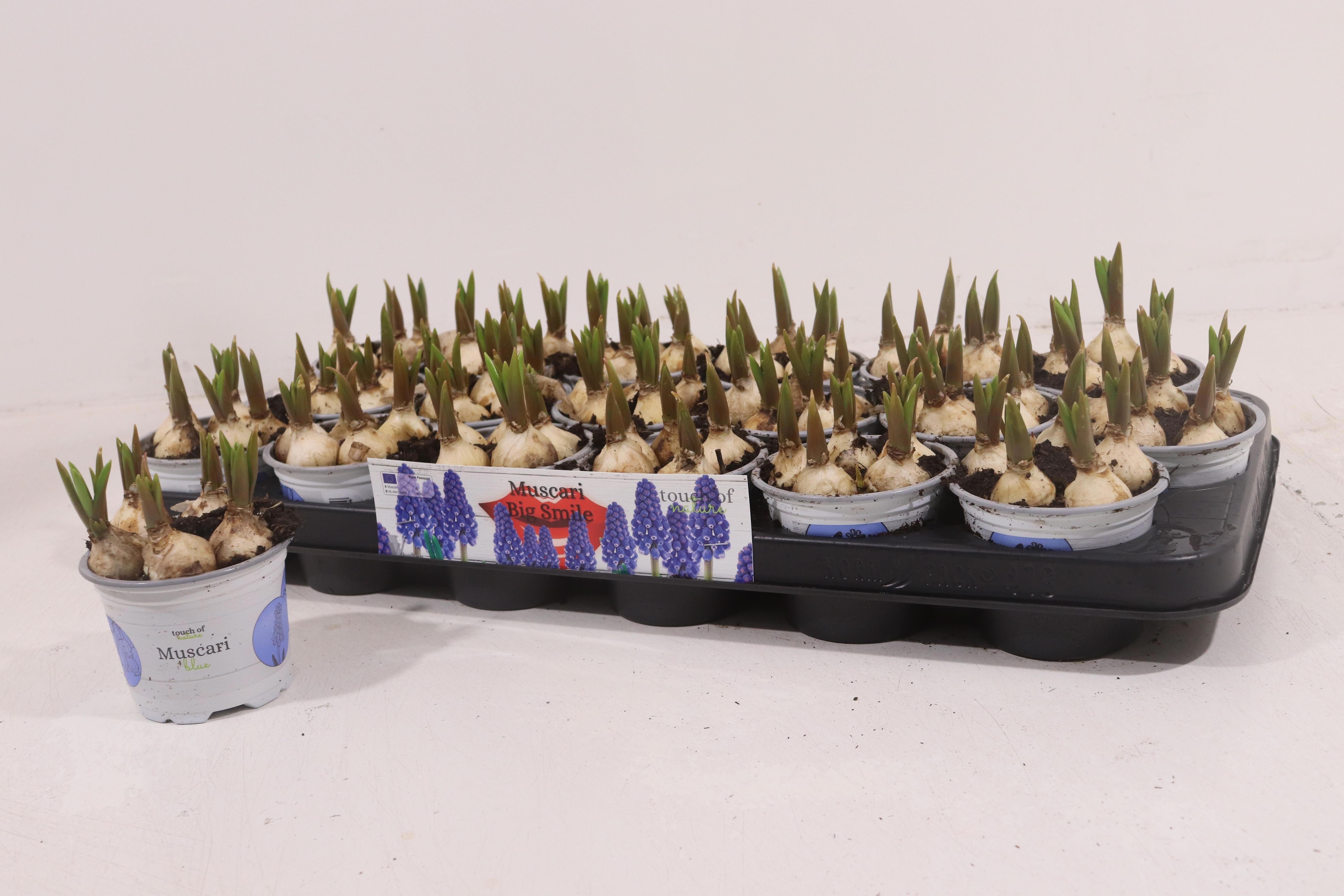 Горшечные цветы и растения оптом Muscar Big Smile от 18шт (для телеги) из Голландии с доставкой по России