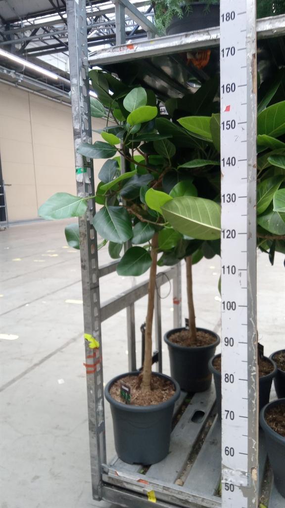 Горшечные цветы и растения оптом Ficus Benghalensis audrey от 1шт из Голландии с доставкой по России