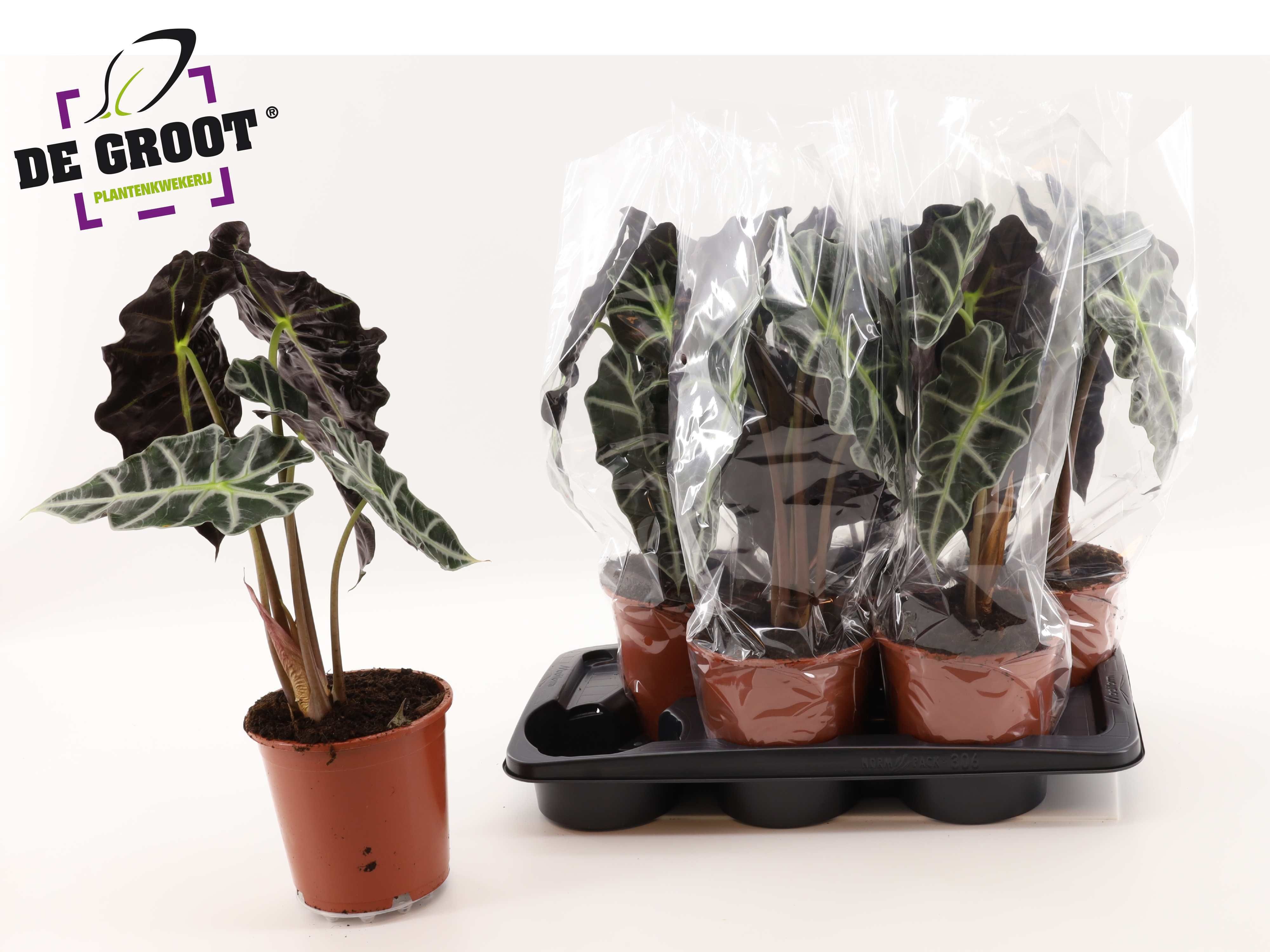 Горшечные цветы и растения оптом Aloc Polly от 6шт (для телеги) из Голландии с доставкой по России