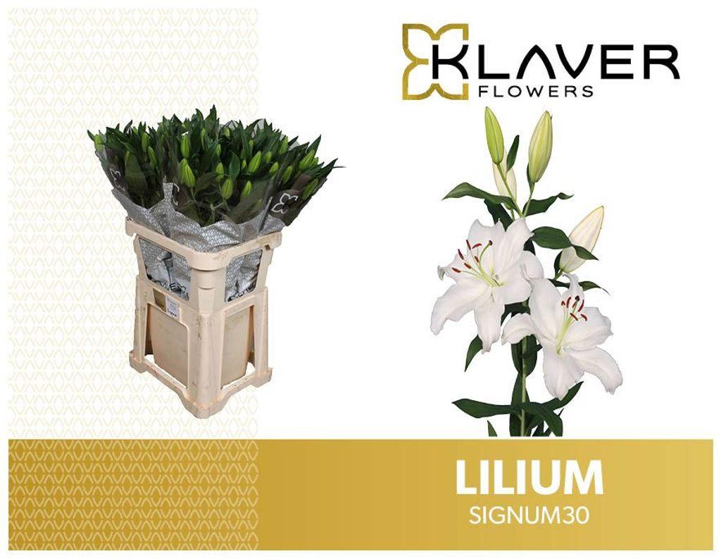 Срезанные цветы оптом Lilium or signum от 40шт из Голландии с доставкой по России