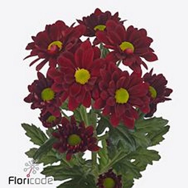 Срезанные цветы оптом Chrys sp mexicano от 80шт. из Голландии с доставкой по России