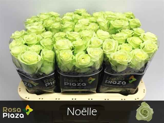 Срезанные цветы оптом Rosa la noelle! от 60шт из Голландии с доставкой по России